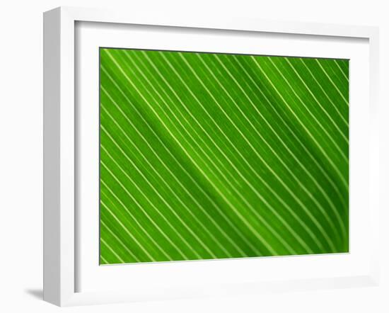Close-Up of a Banana Leaf-Murray Louise-Framed Photographic Print