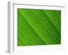 Close-Up of a Banana Leaf-Murray Louise-Framed Photographic Print