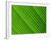 Close-Up of a Banana Leaf-Murray Louise-Framed Photographic Print