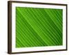 Close-Up of a Banana Leaf-Murray Louise-Framed Photographic Print