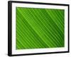 Close-Up of a Banana Leaf-Murray Louise-Framed Photographic Print
