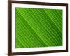 Close-Up of a Banana Leaf-Murray Louise-Framed Photographic Print