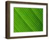 Close-Up of a Banana Leaf-Murray Louise-Framed Photographic Print