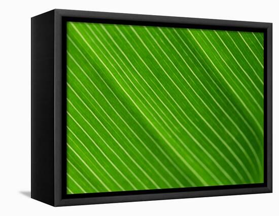 Close-Up of a Banana Leaf-Murray Louise-Framed Stretched Canvas