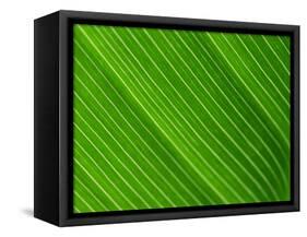 Close-Up of a Banana Leaf-Murray Louise-Framed Stretched Canvas