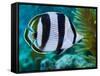 Close-up of a Banded Butterflyfish-Stocktrek Images-Framed Stretched Canvas