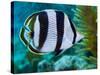 Close-up of a Banded Butterflyfish-Stocktrek Images-Stretched Canvas