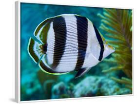 Close-up of a Banded Butterflyfish-Stocktrek Images-Framed Photographic Print