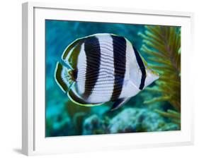 Close-up of a Banded Butterflyfish-Stocktrek Images-Framed Photographic Print