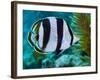 Close-up of a Banded Butterflyfish-Stocktrek Images-Framed Photographic Print