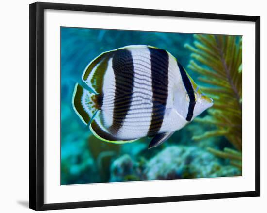 Close-up of a Banded Butterflyfish-Stocktrek Images-Framed Photographic Print