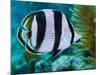 Close-up of a Banded Butterflyfish-Stocktrek Images-Mounted Photographic Print