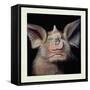 Close-Up of a Bat's Face-null-Framed Stretched Canvas