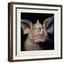 Close-Up of a Bat's Face-null-Framed Giclee Print