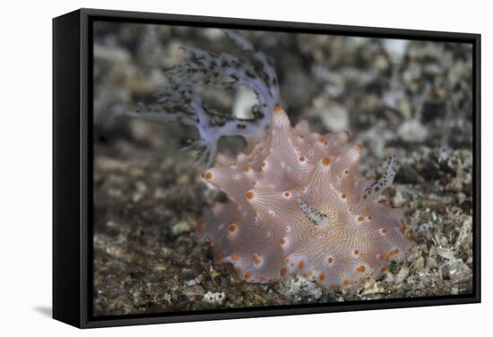 Close-Up of a Beautiful Halgerda Batangas Nudibranch-Stocktrek Images-Framed Stretched Canvas