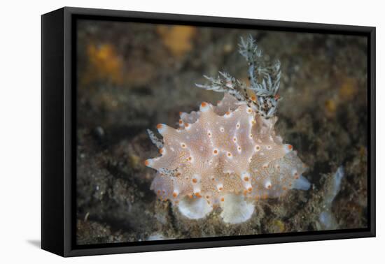 Close-Up of a Beautiful Halgerda Batangas Nudibranch-Stocktrek Images-Framed Stretched Canvas