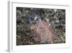 Close-Up of a Beautiful Halgerda Batangas Nudibranch-Stocktrek Images-Framed Photographic Print