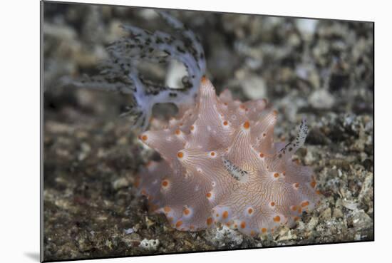 Close-Up of a Beautiful Halgerda Batangas Nudibranch-Stocktrek Images-Mounted Photographic Print