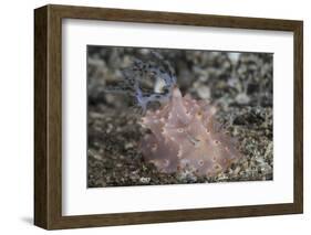 Close-Up of a Beautiful Halgerda Batangas Nudibranch-Stocktrek Images-Framed Photographic Print