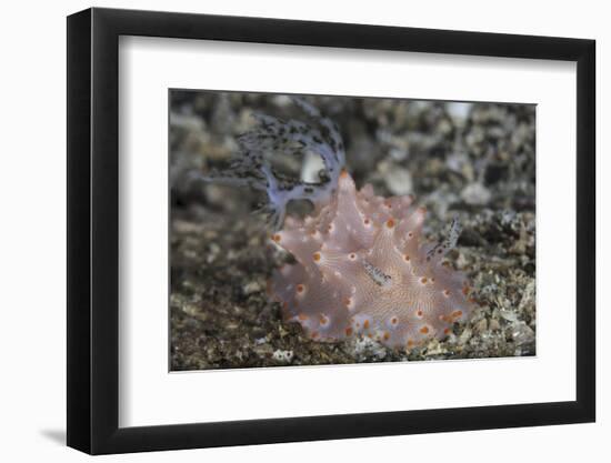 Close-Up of a Beautiful Halgerda Batangas Nudibranch-Stocktrek Images-Framed Photographic Print