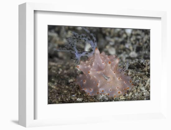 Close-Up of a Beautiful Halgerda Batangas Nudibranch-Stocktrek Images-Framed Photographic Print