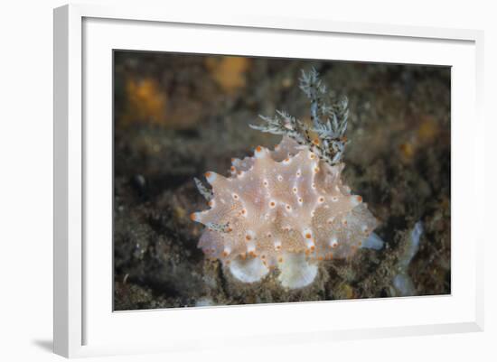 Close-Up of a Beautiful Halgerda Batangas Nudibranch-Stocktrek Images-Framed Photographic Print