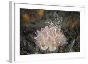 Close-Up of a Beautiful Halgerda Batangas Nudibranch-Stocktrek Images-Framed Photographic Print