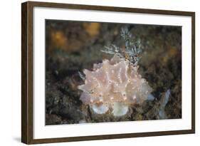 Close-Up of a Beautiful Halgerda Batangas Nudibranch-Stocktrek Images-Framed Photographic Print