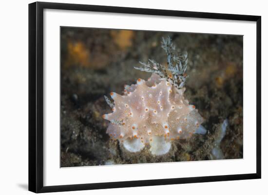 Close-Up of a Beautiful Halgerda Batangas Nudibranch-Stocktrek Images-Framed Photographic Print