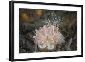 Close-Up of a Beautiful Halgerda Batangas Nudibranch-Stocktrek Images-Framed Photographic Print