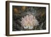 Close-Up of a Beautiful Halgerda Batangas Nudibranch-Stocktrek Images-Framed Photographic Print