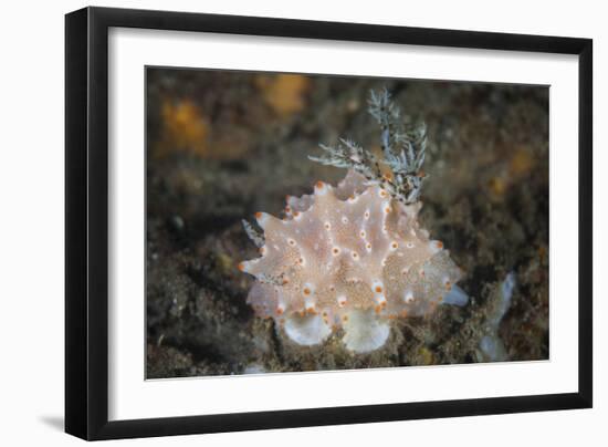 Close-Up of a Beautiful Halgerda Batangas Nudibranch-Stocktrek Images-Framed Photographic Print