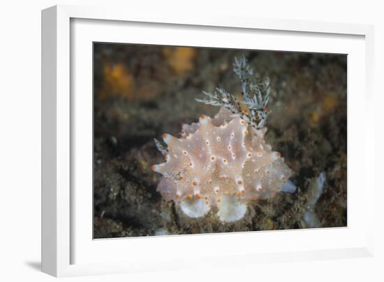 Close-Up of a Beautiful Halgerda Batangas Nudibranch-Stocktrek Images-Framed Photographic Print