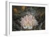 Close-Up of a Beautiful Halgerda Batangas Nudibranch-Stocktrek Images-Framed Photographic Print