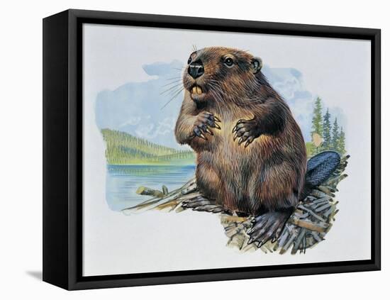 Close-Up of a Beaver Sitting-null-Framed Stretched Canvas