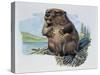 Close-Up of a Beaver Sitting-null-Stretched Canvas