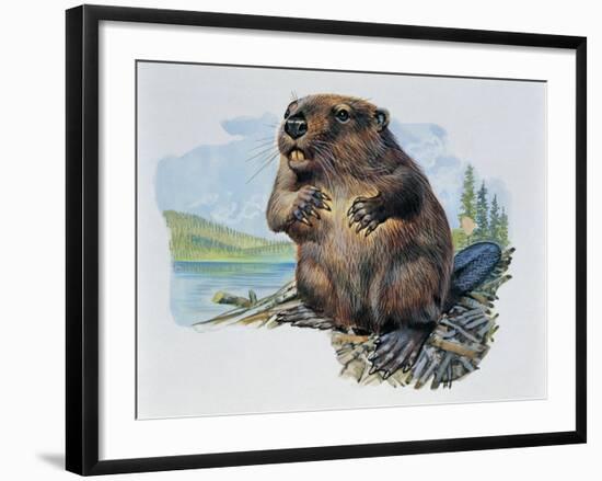 Close-Up of a Beaver Sitting-null-Framed Giclee Print