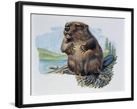 Close-Up of a Beaver Sitting-null-Framed Giclee Print