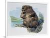 Close-Up of a Beaver Sitting-null-Framed Premium Giclee Print