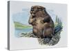 Close-Up of a Beaver Sitting-null-Stretched Canvas