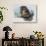 Close-Up of a Beaver Sitting-null-Giclee Print displayed on a wall