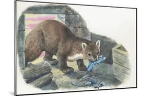 Close-Up of a Beech Marten Eating a Bird (Martes Foina)-null-Mounted Giclee Print