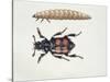 Close-Up of a Beetle and a Larva (Necrophorus Vespillo)-null-Stretched Canvas