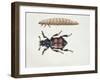 Close-Up of a Beetle and a Larva (Necrophorus Vespillo)-null-Framed Giclee Print