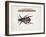 Close-Up of a Beetle and a Larva (Necrophorus Vespillo)-null-Framed Giclee Print