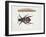 Close-Up of a Beetle and a Larva (Necrophorus Vespillo)-null-Framed Giclee Print