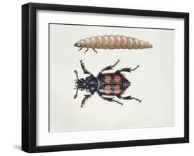 Close-Up of a Beetle and a Larva (Necrophorus Vespillo)-null-Framed Giclee Print