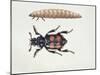 Close-Up of a Beetle and a Larva (Necrophorus Vespillo)-null-Mounted Giclee Print