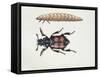 Close-Up of a Beetle and a Larva (Necrophorus Vespillo)-null-Framed Stretched Canvas