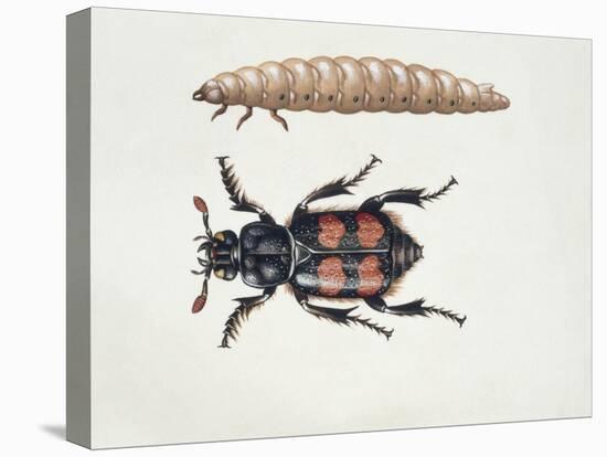 Close-Up of a Beetle and a Larva (Necrophorus Vespillo)-null-Stretched Canvas